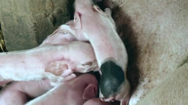 Крупным Планом Новорожденных Поросят Борющихся Соски Свиноматок Молоко — стоковое видео