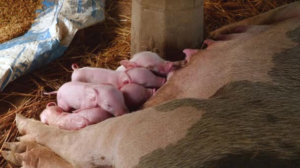 Newborn Piglets Grasping Sow Teats Suckling Mother Milk — Stock Video