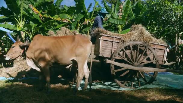 わらの山の上に木製のカートから稲わら農家アンロード バンドル クローズ アップ — ストック動画