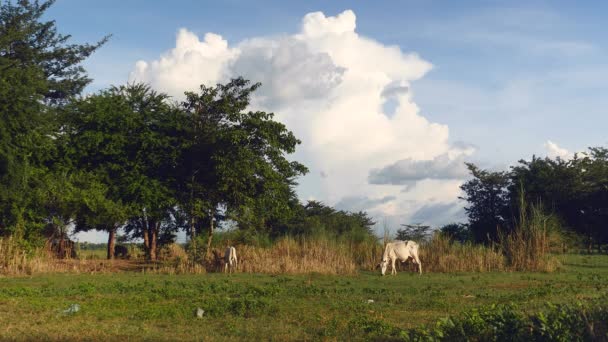 Vacche Bianche Pascolo Campo Nubi Cumulative Gonfie Come Sfondo — Video Stock