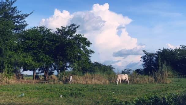 Vaches blanches broutant dans un champ   nuages cumulus gonflés comme toile de fond 