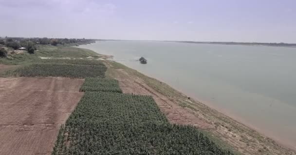 Drohnenschuss Aus Der Luft Maisfelder Flussufer Überfliegen — Stockvideo