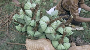 Kadın birlikte lotus seedpods (Nelumbo Nucifera) - ipe yakın çekim