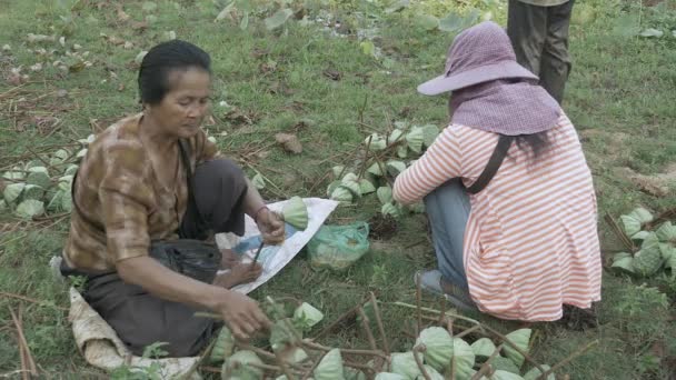 Женщины Связывают Вместе Семена Лотоса Nelumbo Nucifera — стоковое видео