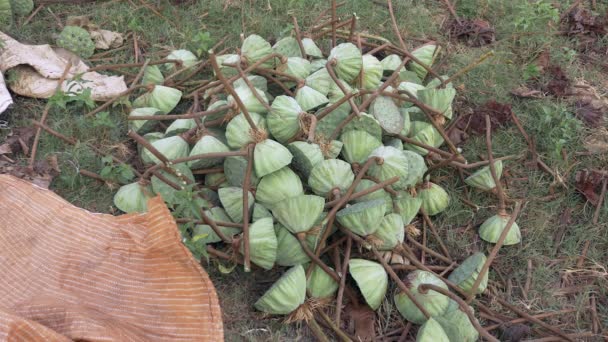 Sklizené Lotus Seedpods Nelumbo Nucifera Sešli Zem Detailní Záběr — Stock video