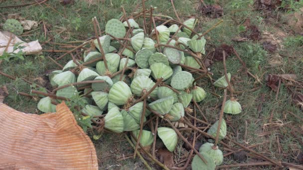 Geoogst Van Lotus Bloemetjes Nelumbo Nucifera Bijeen Grond Close — Stockvideo