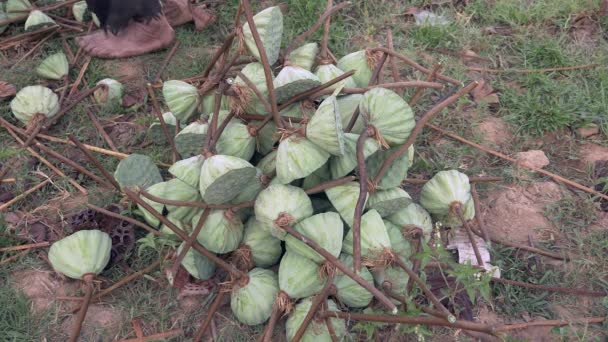 Verzamelen Van Lotus Bloemetjes Grond Close — Stockvideo