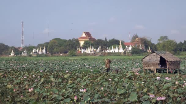 Bir Alanda Yürüyüş Lotus Çiçekleri Omuzlarında Taşıyan Çiftçi Pagoda Zemin — Stok video