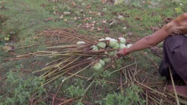 Lotus seedpods (Nelumbo Nucifera) hasat (yakın )