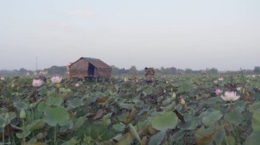 Lotus alanı yürüyüş ve lotus tohum pods omuzlarında taşıyan çiftçi
