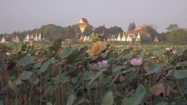 Αγρότης Περπατώντας Στην Άκρη Του Lotus Πεδίο Και Επιλέγοντας Φρέσκο — Αρχείο Βίντεο