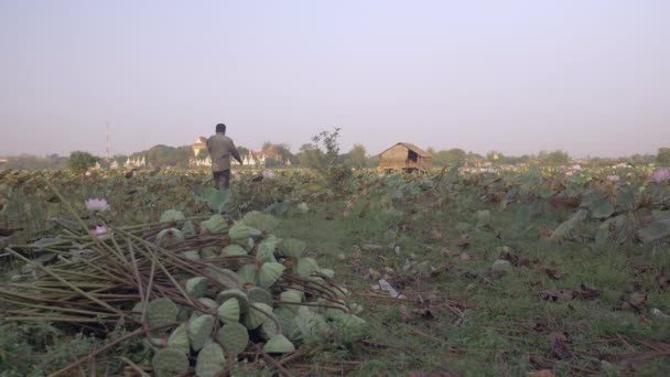 Landwirt Geht Zurück Aufs Feld Frische Lotusfrüchte Pflücken — Stockvideo