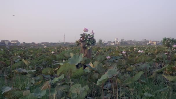 Exploitant Agricole Récoltant Des Gousses Lotus Des Fleurs Lotus Dans — Video