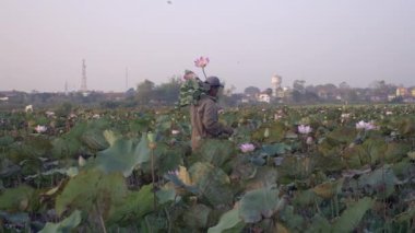Lotus Tohum pods ve lotus çiçeği bir alandan hasat çiftçi