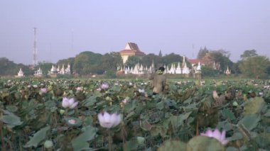 Lotus alanı ve malzeme çekme taze seedpods üzerinden (Nelumbo Nucifera) Pagoda zemin olarak yürüyüş çiftçi