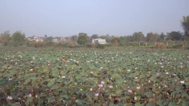 Lotus alanı yürüyüş ve lotus çiçek çiftçi