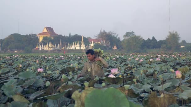 Boer Lopen Door Een Veld Van Lotus Frisse Bloemetjes Nelumbo — Stockvideo