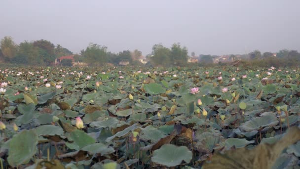 Boer Lopen Door Een Veld Van Lotus Frisse Bloemetjes Nelumbo — Stockvideo