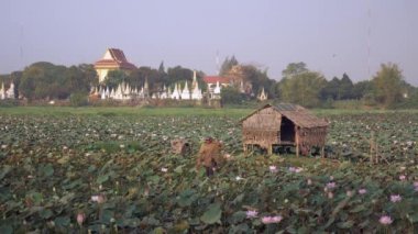 Bir alanda yürüyüş ve lotus tohum omuzlarında taşıyan çiftçi.