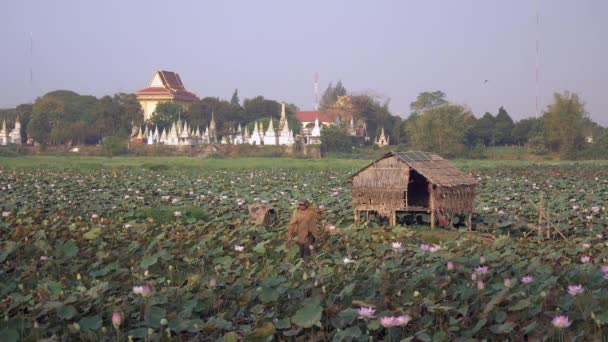 Boer Lopen Door Een Veld Uitvoering Van Lotus Zaden Schouders — Stockvideo