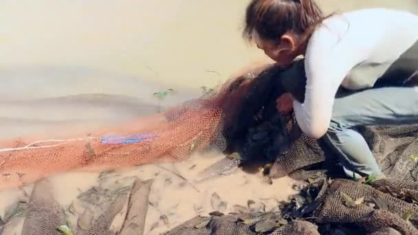 Женщина Сортирует Водные Растения Улова Рыбы Рыболовной Сети Пропитанной Рекой — стоковое видео