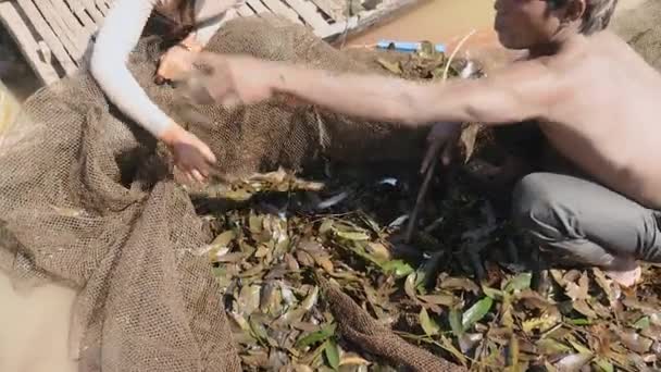 妻子和丈夫 对渔网中的水生植物捕获的鱼进行分类 并将其扔到木制独木舟的底部 — 图库视频影像
