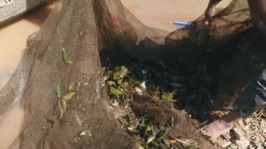 Balıkçılar (eşi ve kocası) balık ağı içinde balık yakalamak toplama