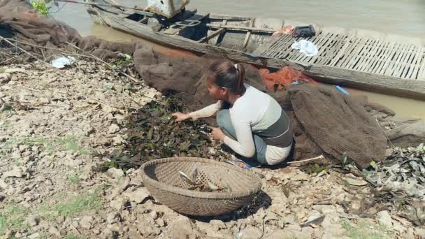 Frau Sortiert Fische Aus Wasserpflanzen Einem Fischernetz Und Hält Sie — Stockvideo