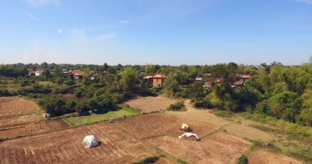空中无人机射击 飞回农民身上 把成捆的稻草装进卡车 散落在干燥的田野里的干草堆 — 图库视频影像