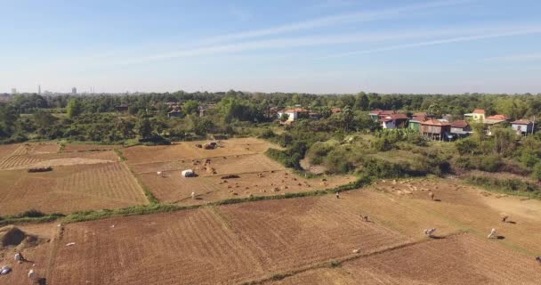 Drone Aérien Survoler Des Meules Foin Éparpillées Les Agriculteurs Battant — Video