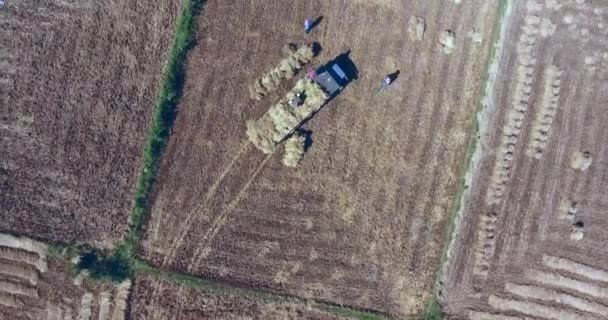 稲場からトラックにわらの束をロードする農民の頭上のドローンショット — ストック動画