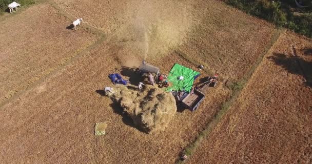Εναέρια Αεροφωτογραφία Των Αγροτών Αλώνισμα Ρύζι Μια Μηχανή Ένα Πεδίο — Αρχείο Βίντεο