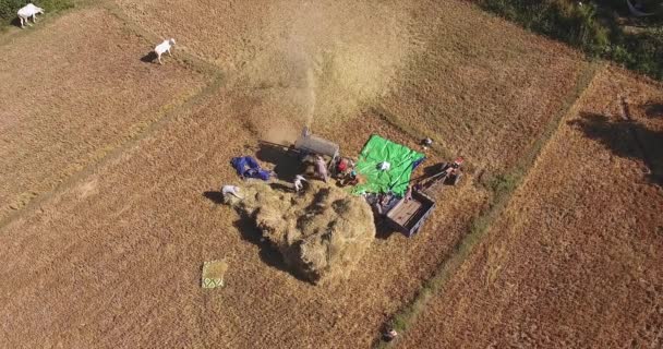 Overhead Luchtfoto Van Boeren Dorsen Rijst Met Een Machine Een — Stockvideo