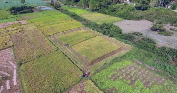 Captura Aérea Drones Voar Direção Agricultor Que Colhe Culturas Arroz — Vídeo de Stock