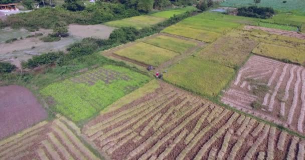 空中无人机射击 用机器向农民飞过水稻作物 — 图库视频影像