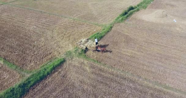 Aerial Static View Farmer Loading Bundles Straw Rice Field Horse — Stock Video