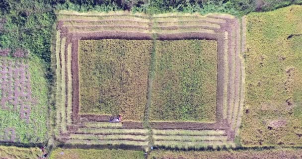 Gazda Begyűjti Rizs Növények Segítségével Gép Fölött Utcarészlet — Stock videók