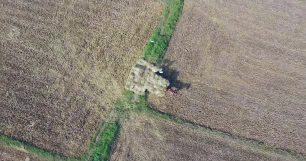 Overhead Aerial Shot Farmer Loading Bundles Straw Rice Field Horse — ストック動画
