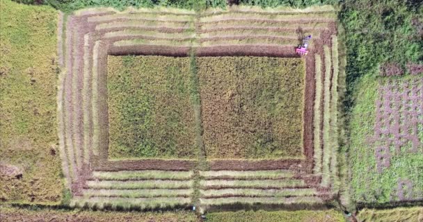 Nad Głową Ptaka Rolnik Upraw Ryżu Przy Użyciu Maszyny Zbioru — Wideo stockowe