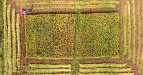 Luftaufnahme Eines Landwirts Der Mit Einer Maschine Reiskulturen Erntet — Stockvideo