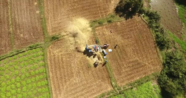フィールドにマシンと米を脱穀農民のオーバーヘッド空撮 — ストック動画