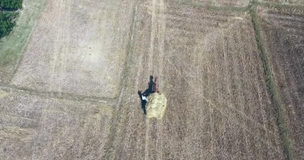 農民のフィールドに稲わらを大幅にロード馬車に乗っての撮影ドローンを追跡 — ストック動画