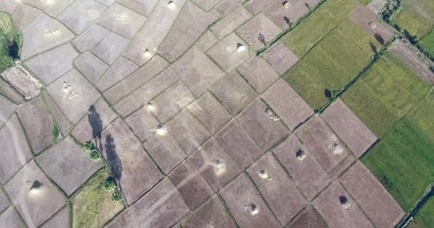 Overhead Drone Flight Harvested Green Rice Fields — Stock Video