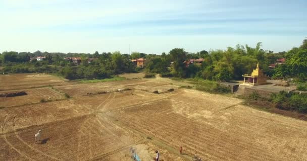 Drone Aérien Survoler Les Agriculteurs Battant Riz Avec Une Machine — Video