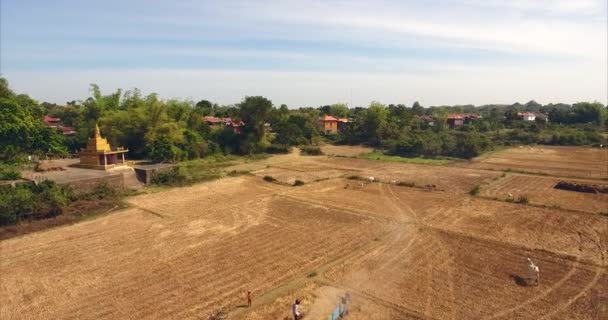 Aereo Drone Colpo Volare Indietro Sopra Agricoltori Trebbiatura Riso Con — Video Stock