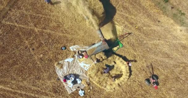 Drohnenschuss Von Bauern Die Reis Mit Maschine Direkt Den Lastwagen — Stockvideo