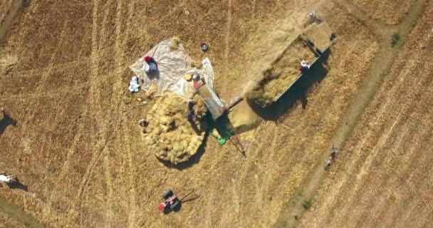 オーバーヘッド無人トラックで直接マシンと米を脱穀農民のショット — ストック動画