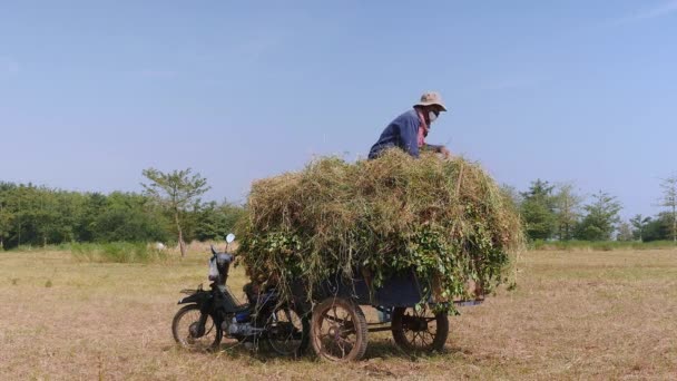 农民将花生植物顶部的一叠草装载成摩托车拖车 — 图库视频影像