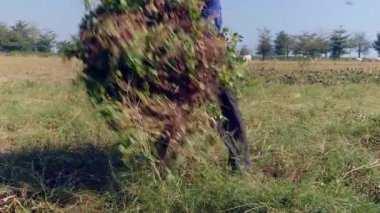 fıstık bitkiler demet yapma ve bir römork motosiklet doğru onun omuzlarında taşıyan çiftçi