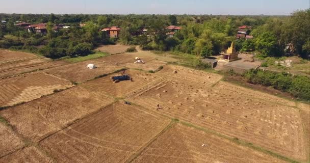 Aerial Panning Shot Farmers Loading Bundles Straw Truck Scattered Haystacks — Stock Video